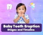 Baby Teeth Chart: Eruption and Shedding Timeline by Age
