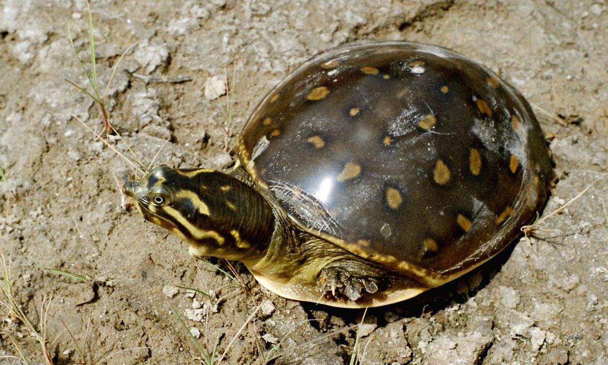 Sarnath turtle breeding centre faces cash crunch - Vimarsana News