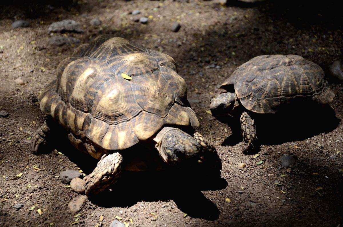 Campaign launched in Bihar against people keeping tortoises as pets - Vimarsana News