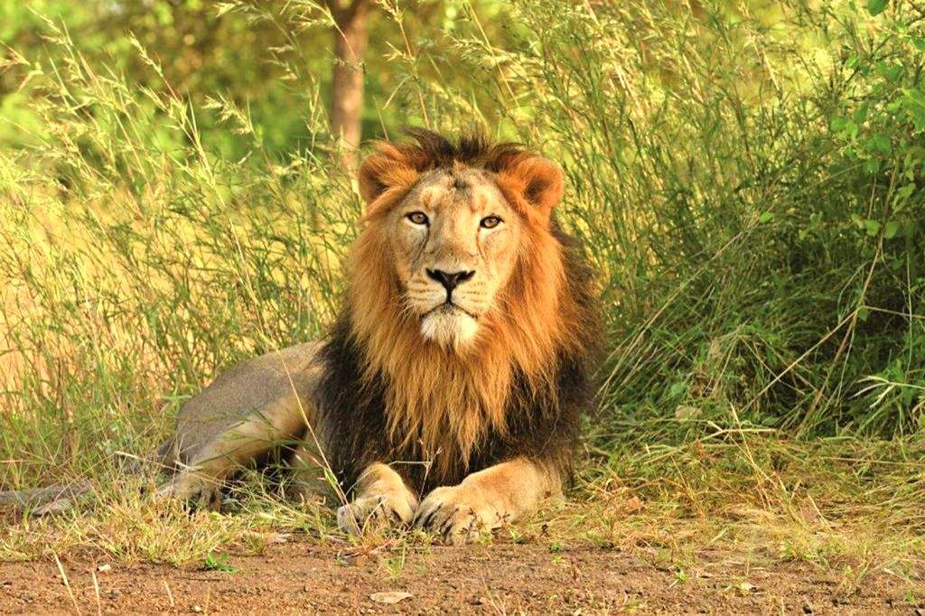 Nearly 400 lions died in Gujarat in three years, unnatural causes behind some deaths - Vimarsana News