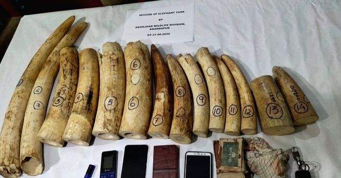 K'taka police bust antique racket; recover 7.5 kgs ivory articles - Vimarsana News