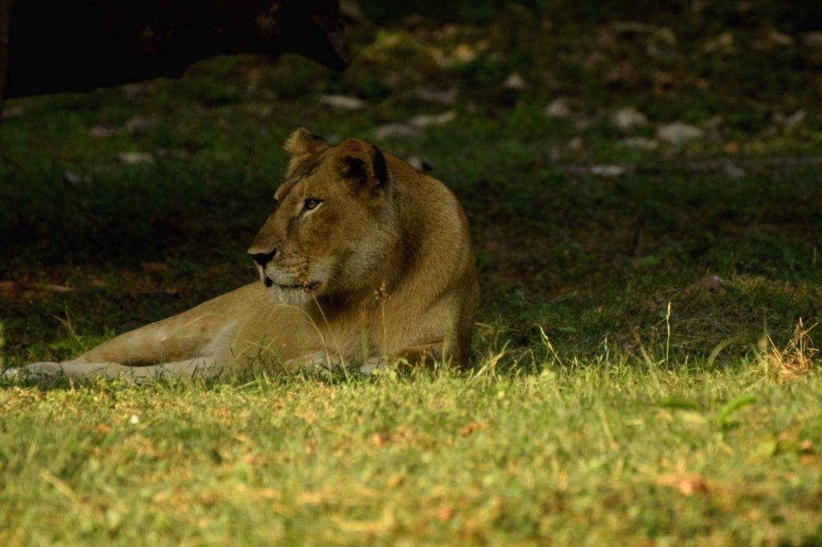 Over 36% imported animals died at Jungle Safari Park: Gujarat govt - Vimarsana News