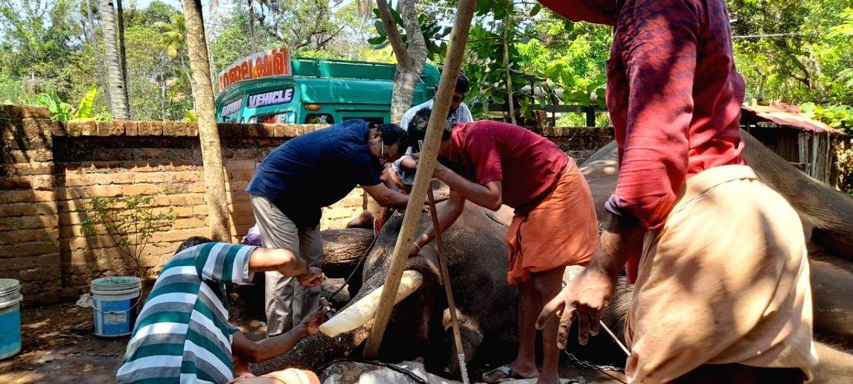 Relief for Kerala jumbo as crossed tusks sawed-off - Vimarsana News
