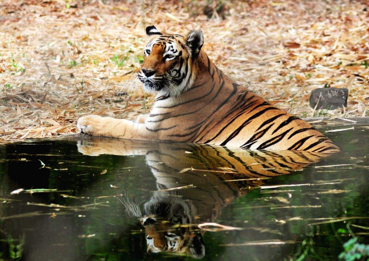 UP records 18% increase in tiger population - Vimarsana News