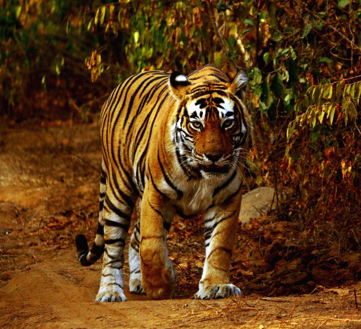 Exhibition to commemorate 50 years of 'Project Tiger' in B'luru from Thursday - Vimarsana News