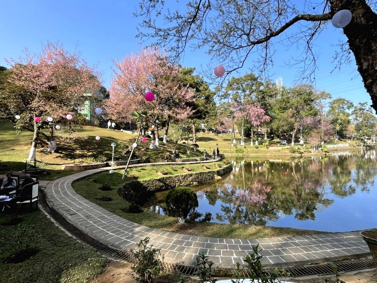 3-day Cherry Blossom Festival kicks off in Shillong - Vimarsana News