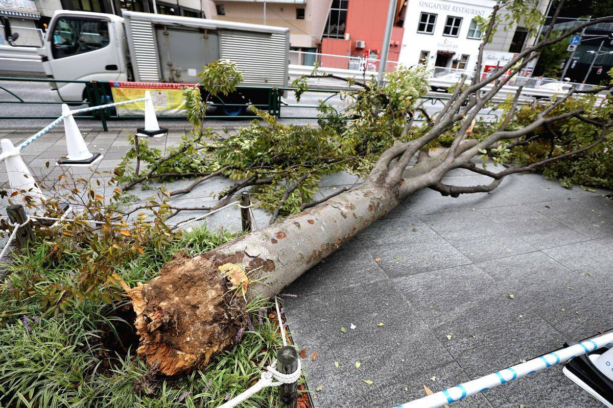 2 dead, 61 injured as typhoon Khanun batters Japan's Okinawa - Vimarsana News