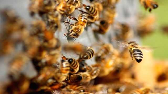 Six labourers injured in bee attack in UP's Barabanki - Vimarsana News