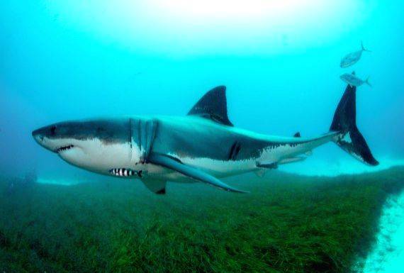 Shark antibodies may help fight Covid: Study - Vimarsana News
