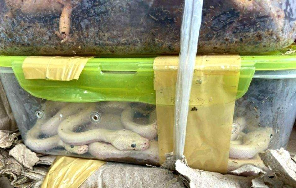 468 exotic animals seized in Mizoram, 5 held - Vimarsana News