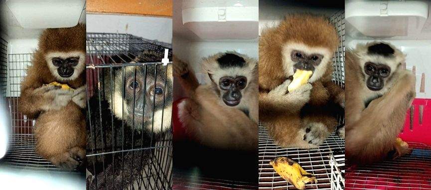 5 monkeys, wallaby rescued in Assam; one arrested - Vimarsana News
