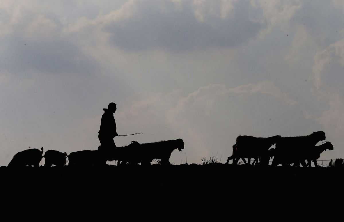 Shepherd injured in landmine blast near LoC in Poonch - Vimarsana News