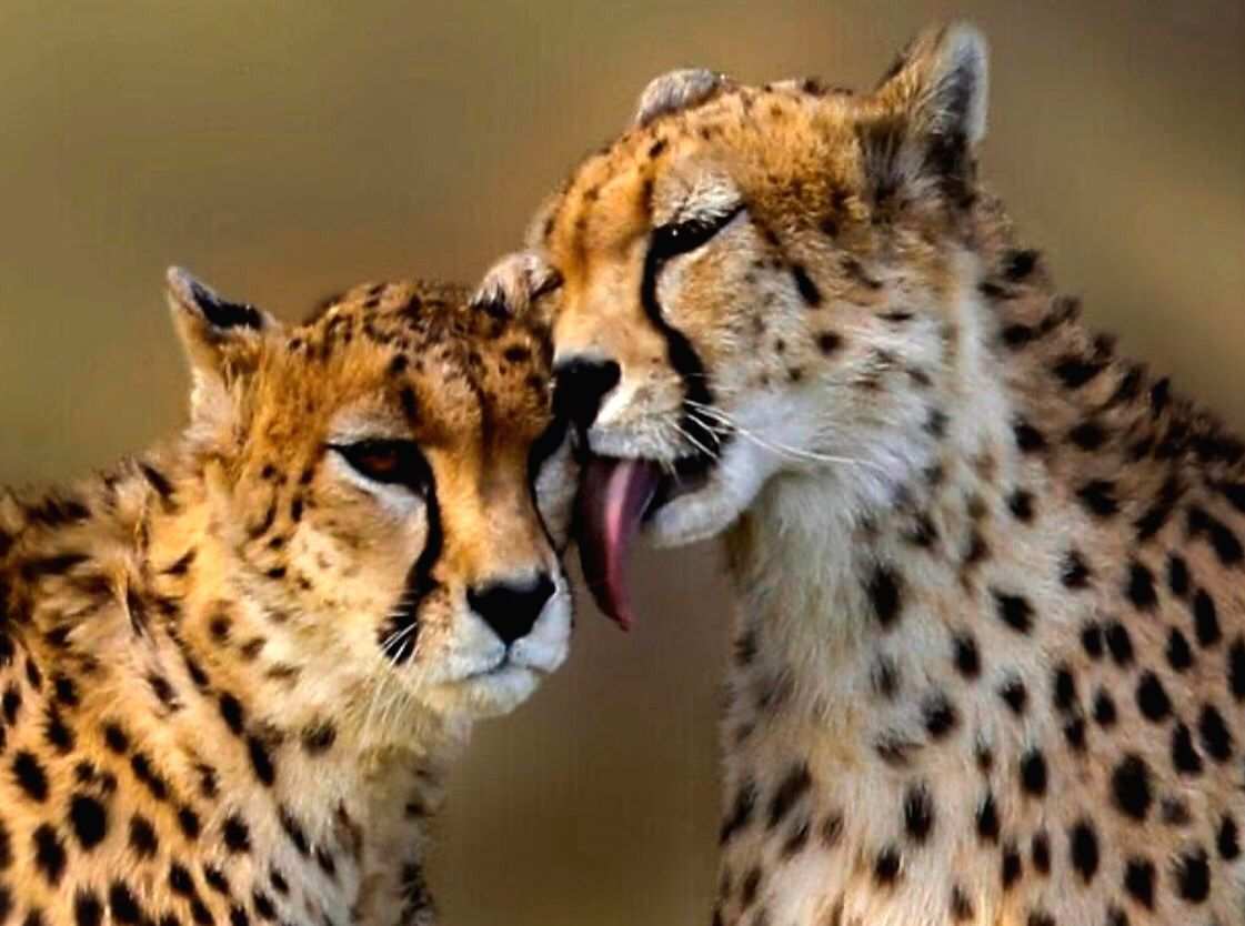 Experts question wisdom of move to reintroduce Cheetahs into India - Vimarsana News