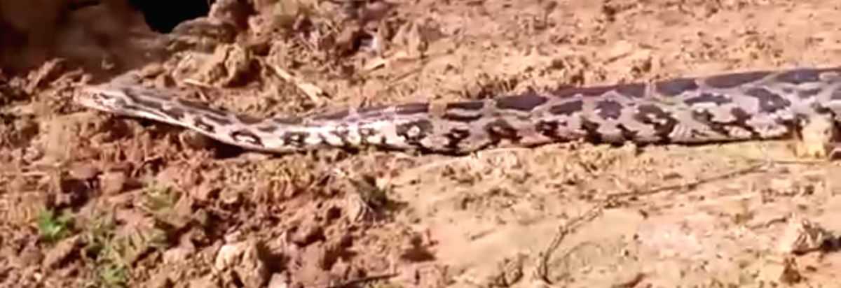 Python found inside car's bonnet in Agra - Vimarsana News