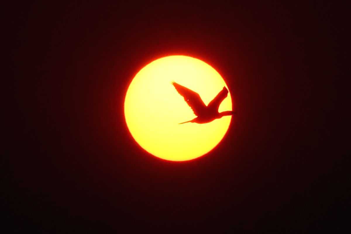 81 bird species in Sri Lanka at risk of extinction - Vimarsana News