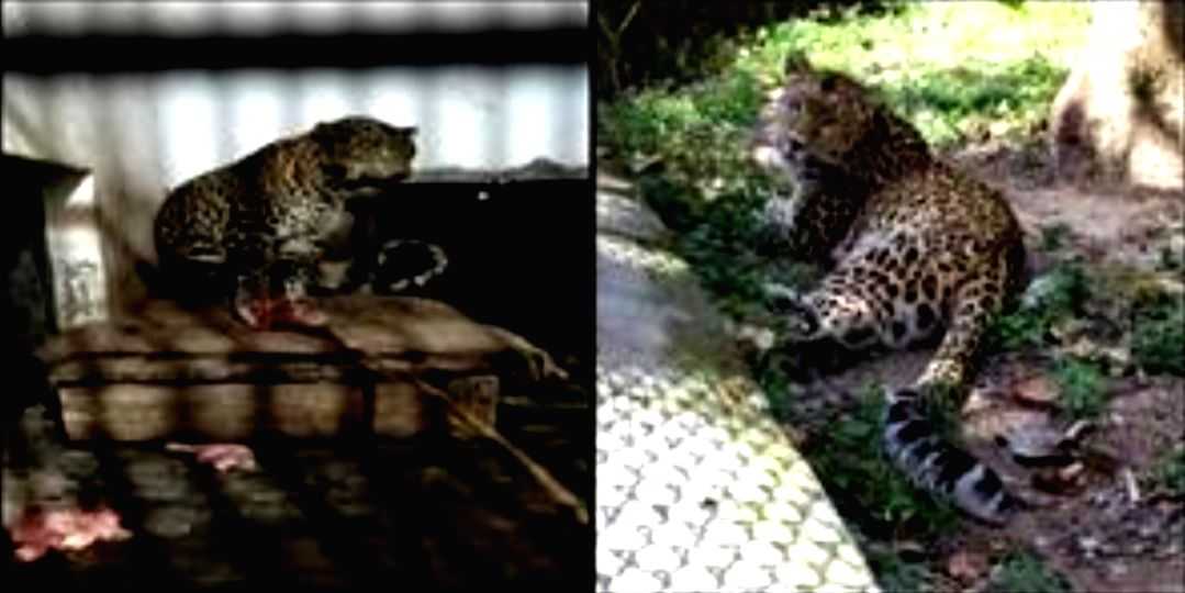 Nine leopards serving 'life imprisonment' in U'khand! - Vimarsana News