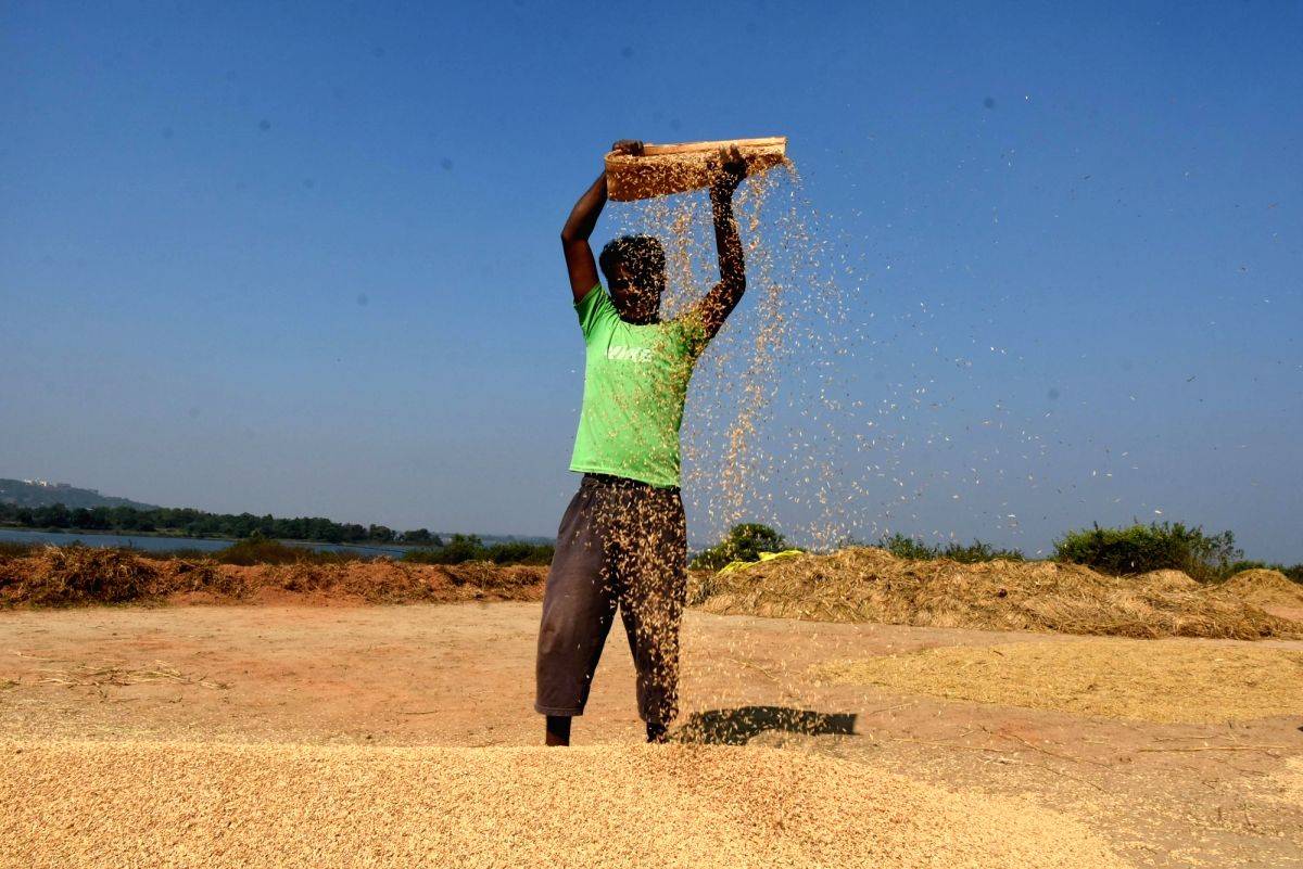 Odisha sets target to procure 71 lakh MT paddy during this year - Vimarsana News