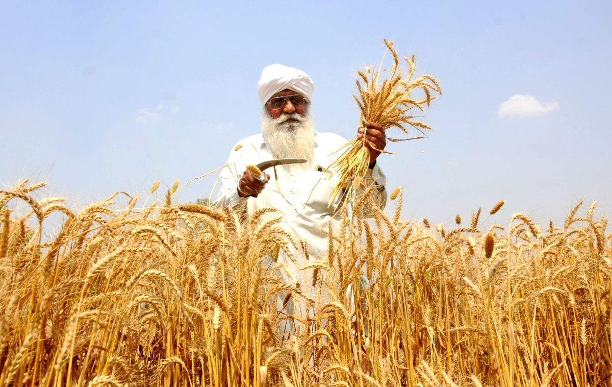 Paddy procurement exceeds target, CM Yogi govt pays "14, 886 crore to farmers