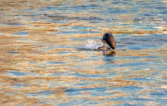 Fishermen on Yangtze embrace new life as Xi urges conservation - Vimarsana News