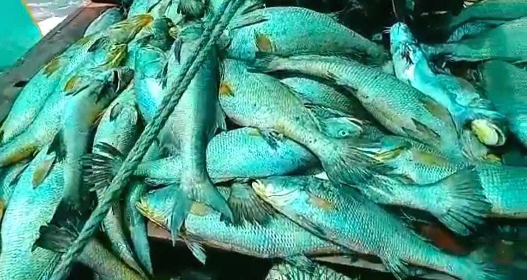 Mass fish deaths in European river blamed on toxic algae - Vimarsana News