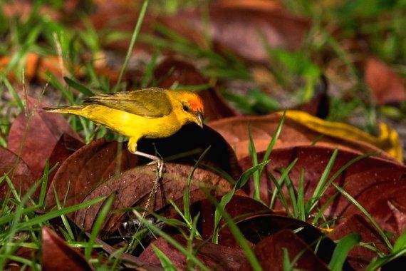 Ecuador calls for greater int'l cooperation to protect Amazon rainforest - Vimarsana News
