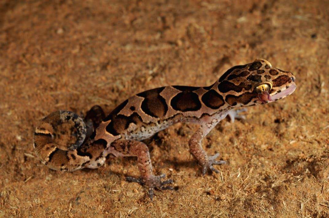 New species of bent-toed gecko discovered in north Kerala - Vimarsana News
