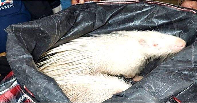 Endangered white Himalayan porcupines seized in West Bengal - Vimarsana News