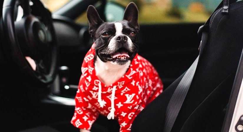 A viable travelling option for pet parents - Vimarsana News