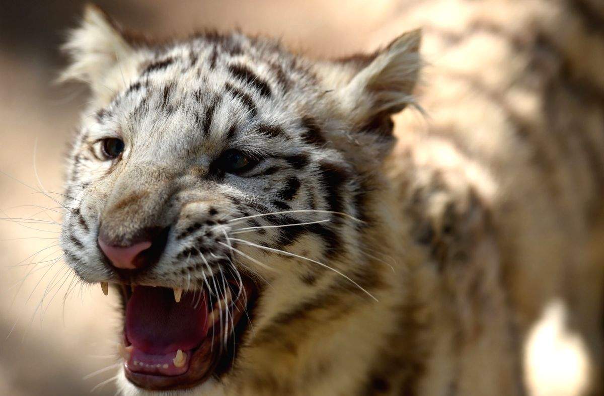 Deforestation stoking man-animal battles; UP sees over 36 deaths in big cat attacks since 2020 - Vimarsana News