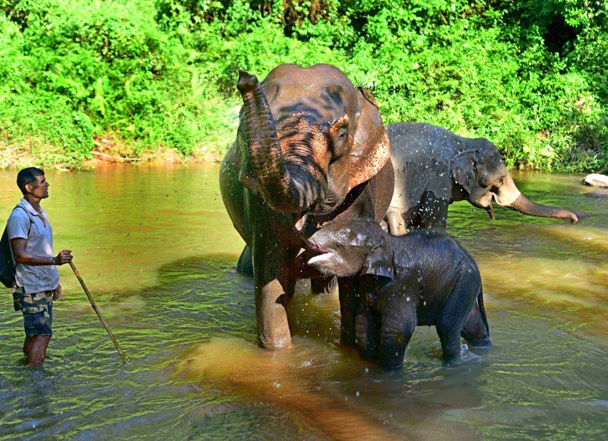 Aadhaar compulsory for getting compensation in human-elephant conflict cases - Vimarsana News
