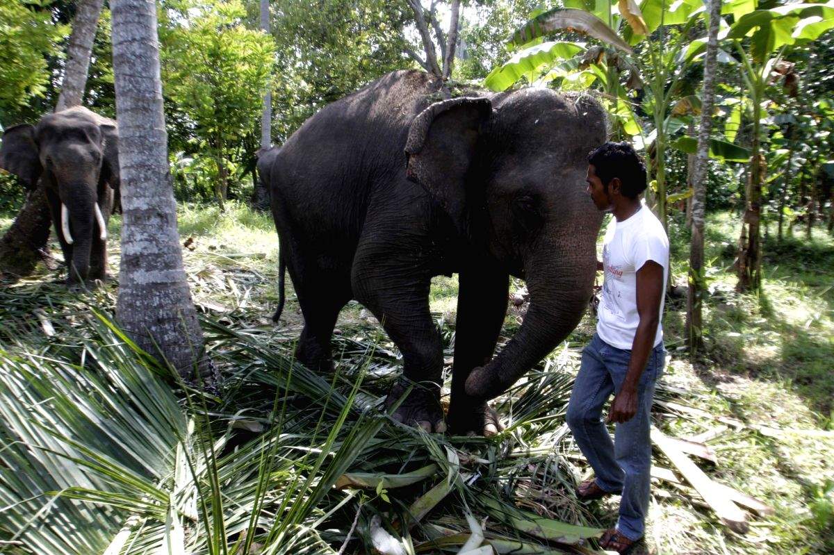 WWF calls for robust measures to reverse habitat loss in Africa - Vimarsana News