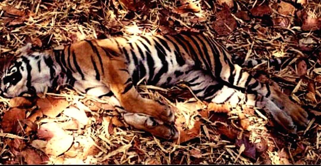 Activists shocked as pregnant tigress murdered, mutilated in Maha jungles - Vimarsana News