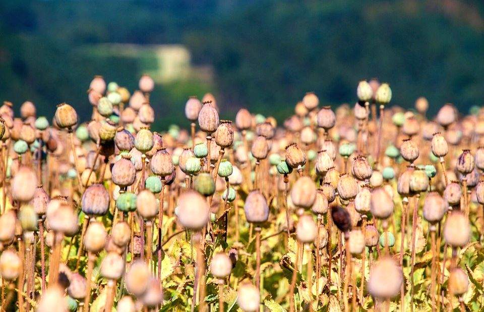 Opium seeds worth Rs 5 crore seized in Rajasthan - Vimarsana News