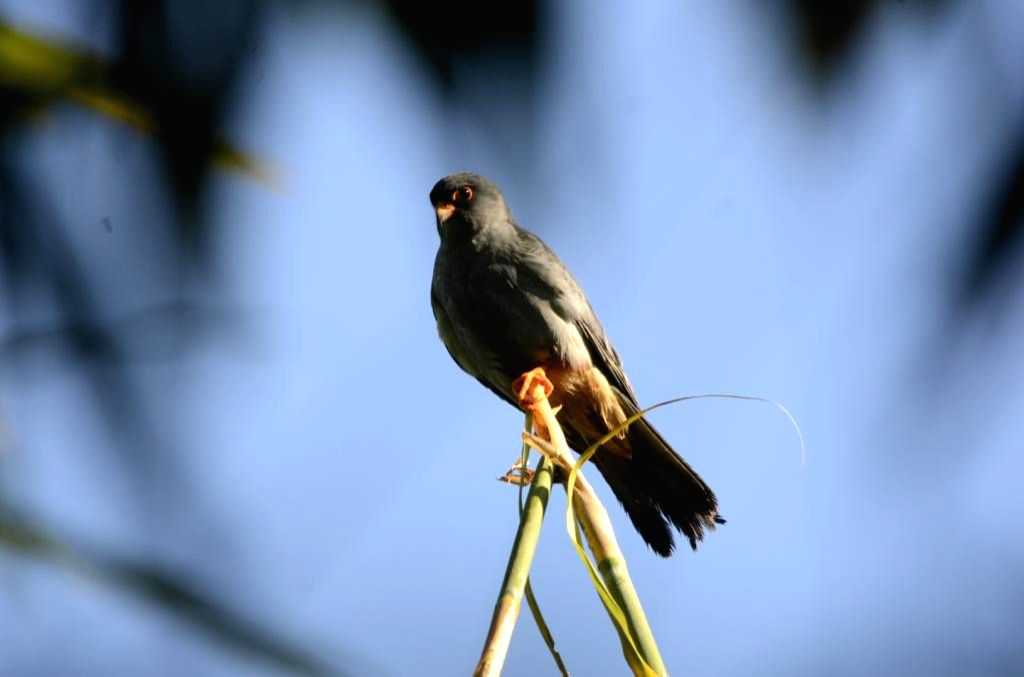 After Manipur, now Nagaland welcomes migratory Amur falcons - Vimarsana News