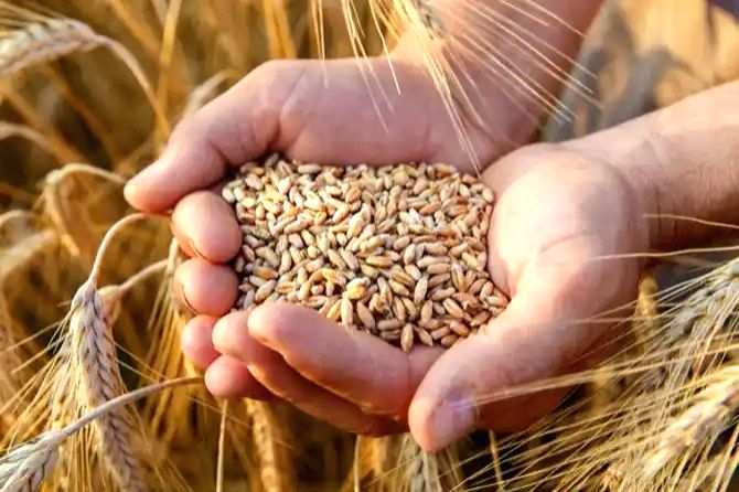Govt significantly enhanced financial assistance for farm sector in last 10 years - Vimarsana News