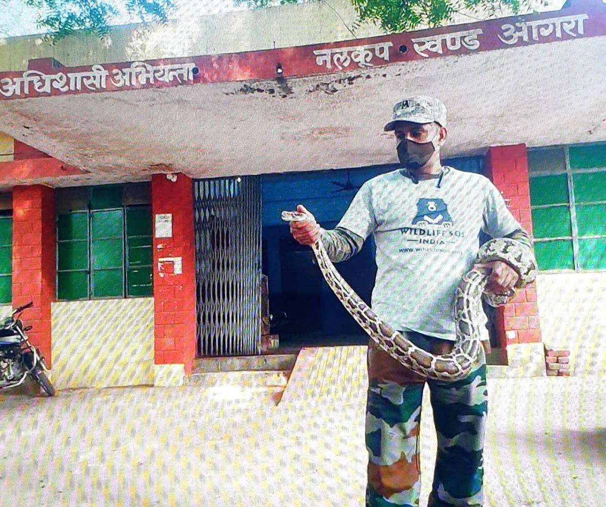 7-foot python sneaks into irrigation office in Agra, rescued - Vimarsana News