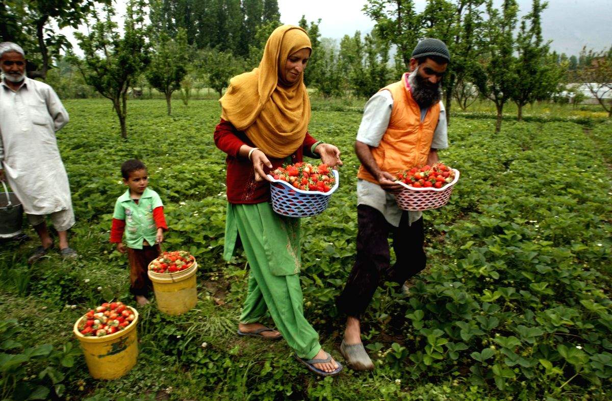 Climate change challenges: Knowledge-based cultivation crucial for agri production in J&K - Vimarsana News