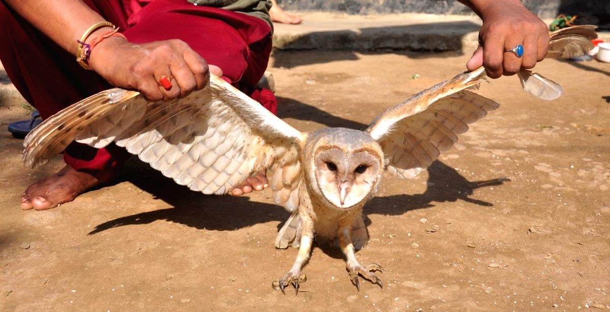 American barn owl rescued from Bihar's Supaul - Vimarsana News