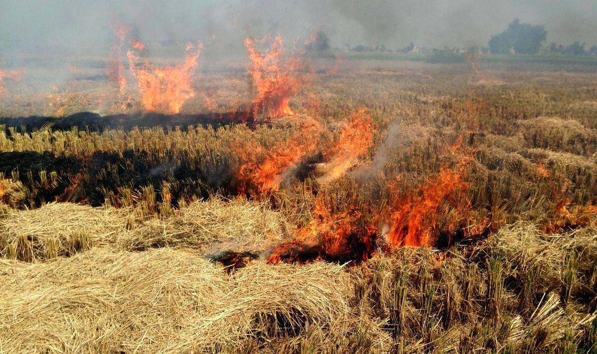 Crop fires take India's global contribution to GHG emissions to 12.2% - Vimarsana News