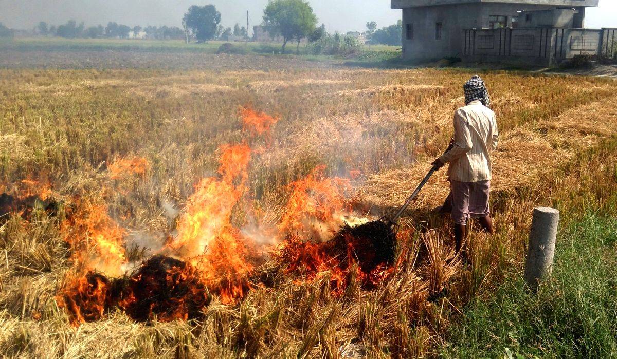 UP farmers move from stubble burning to mushroom cultivation - Vimarsana News