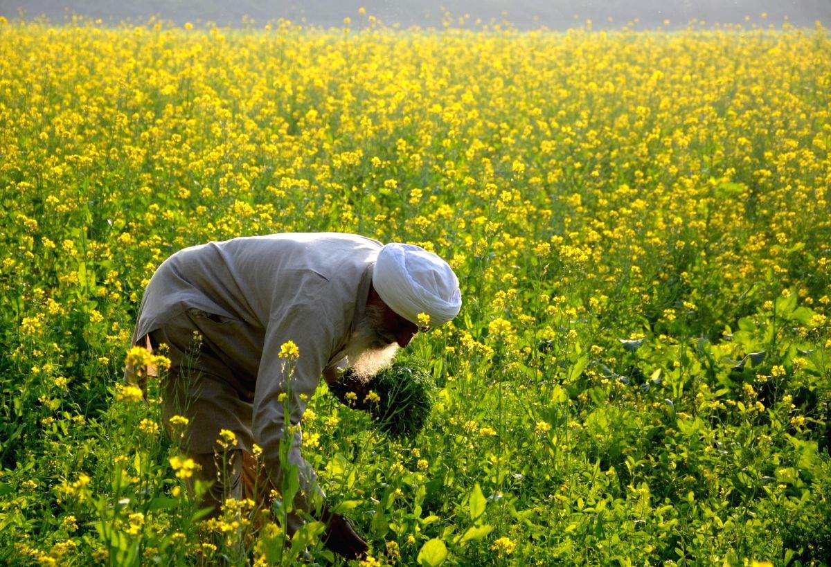 Centre bats for GM mustard in SC: Will make India self-sufficient in edible oil - Vimarsana News