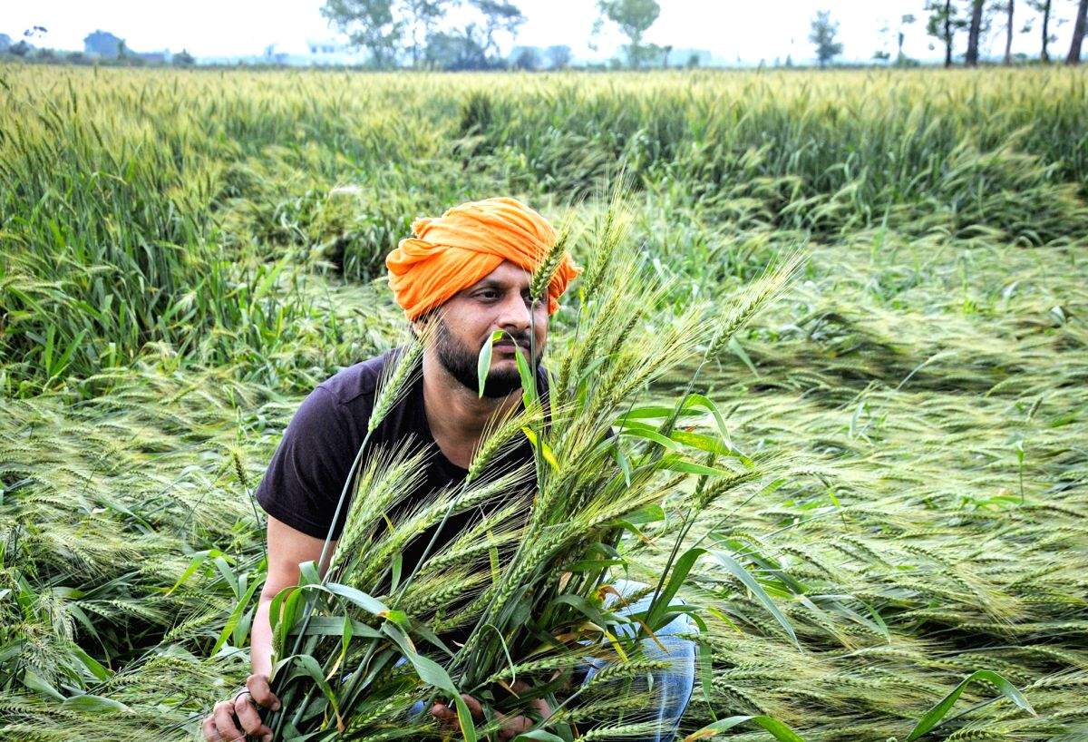 Unseasonal rains hit wheat crop in Punjab, Haryana; CMs promise relief - Vimarsana News