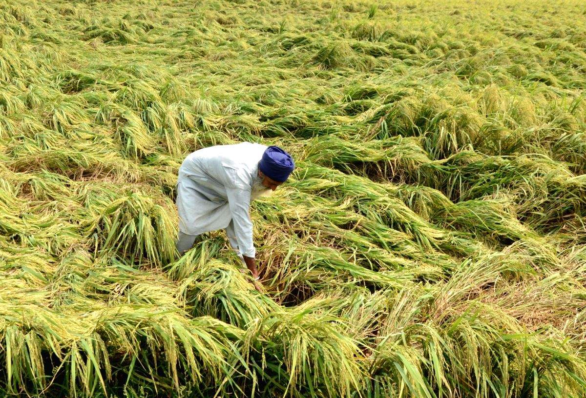 Farmers received Rs 1,25,662 cr so far against premium of Rs 25,186 cr, says Agri Ministry - Vimarsana News