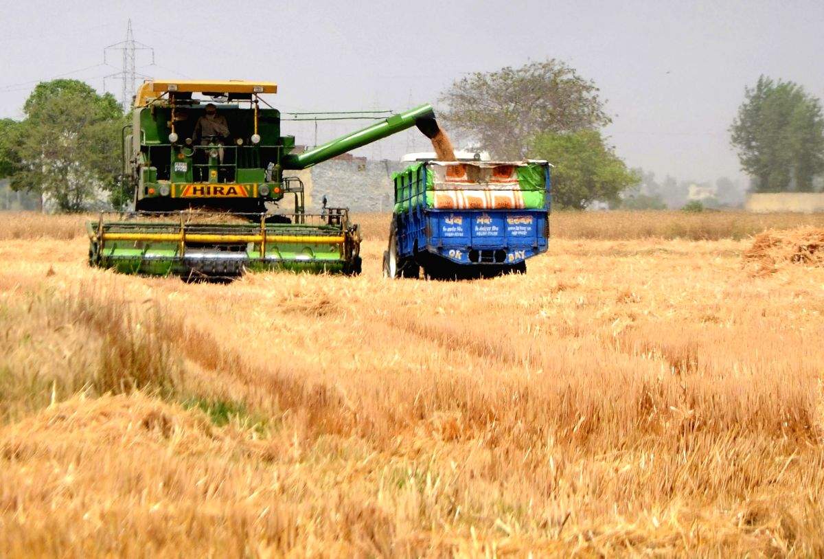 Not just crude, wheat prices too saw massive spike due to Russia-Ukraine war - Vimarsana News