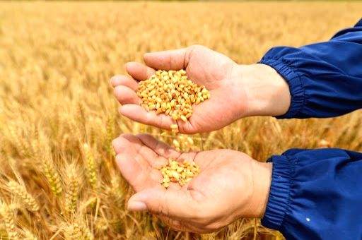Allana Group emerges as one of India's largest exporters of wheat - Vimarsana News