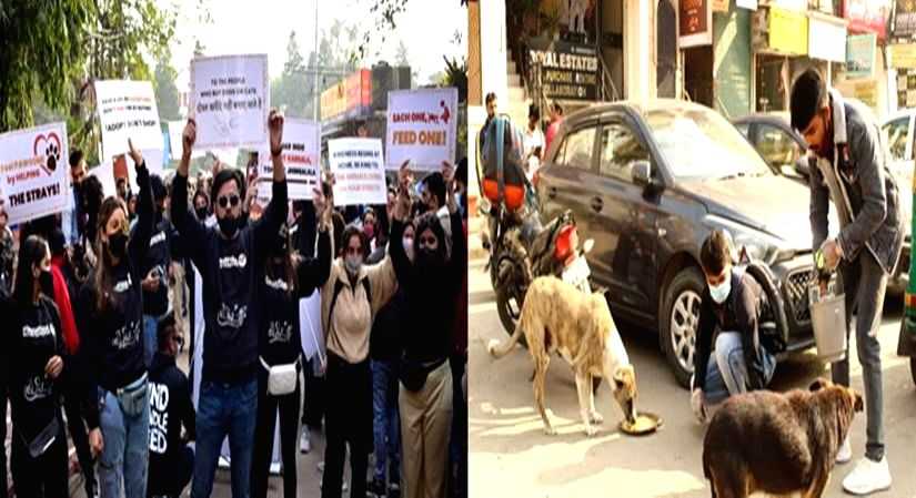An initiative to help strays this winter - Vimarsana News