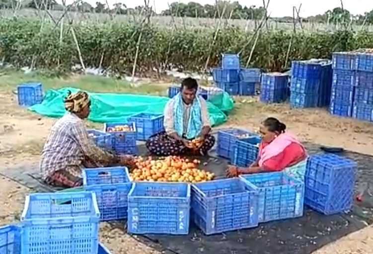 Andhra's tomato farmer earns Rs 4 cr in 45 days - Vimarsana News
