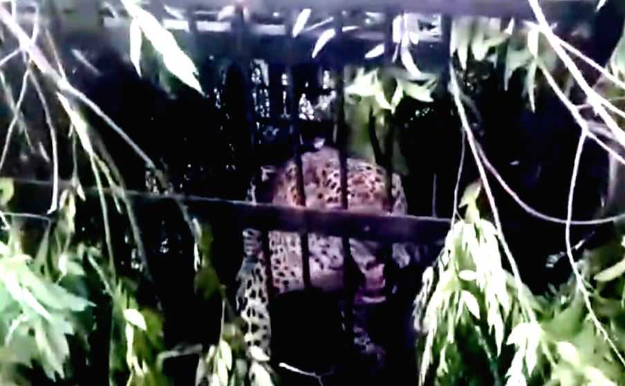 Another leopard trapped near Tirumala temple, 4th in two months - Vimarsana News