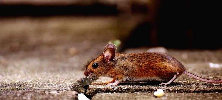 US scientists restore walking in mice after paralysis - Vimarsana News