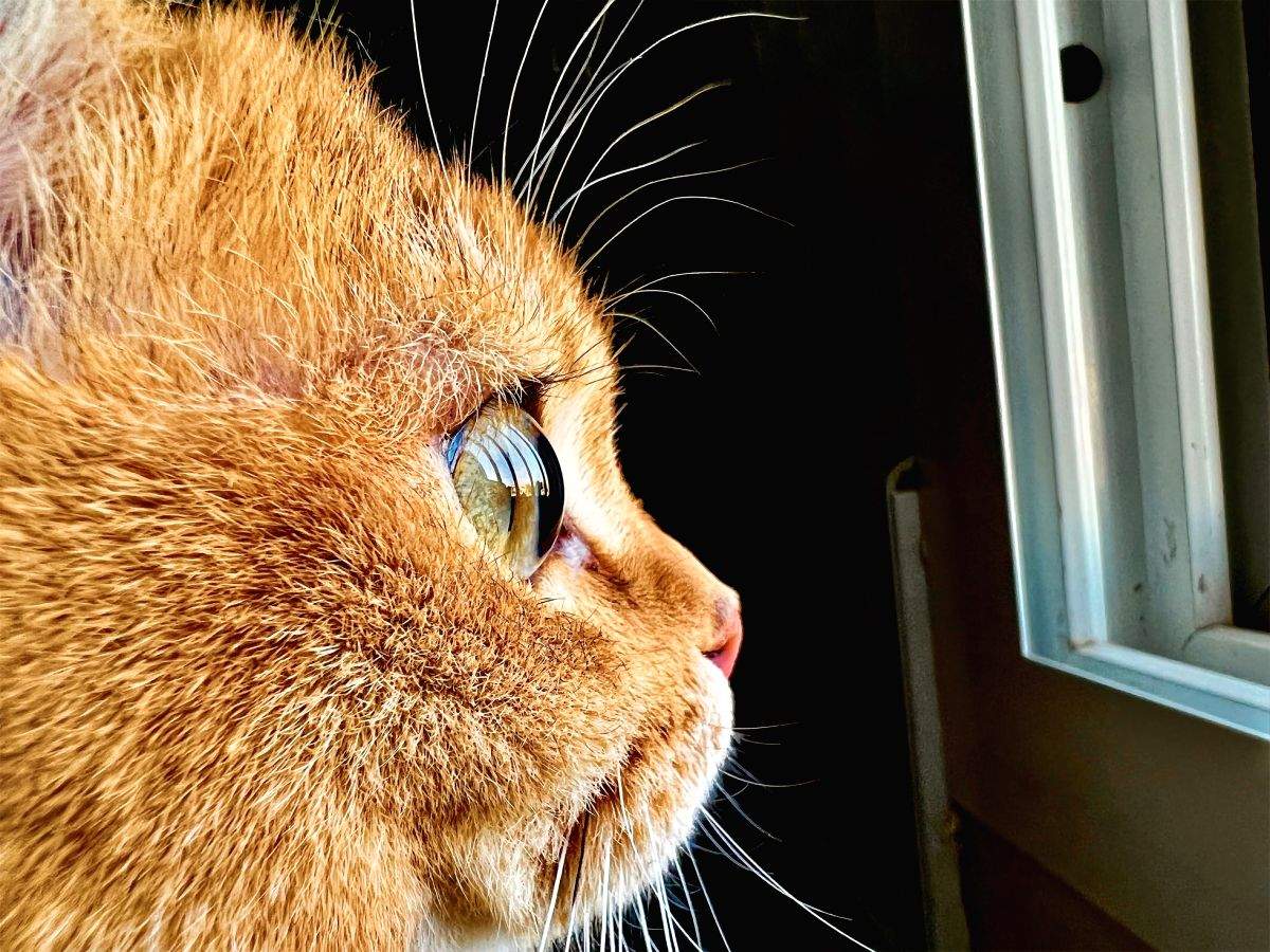 Apple Challenge invites iPhone 13 Pro, max users to share best macro images - Vimarsana News